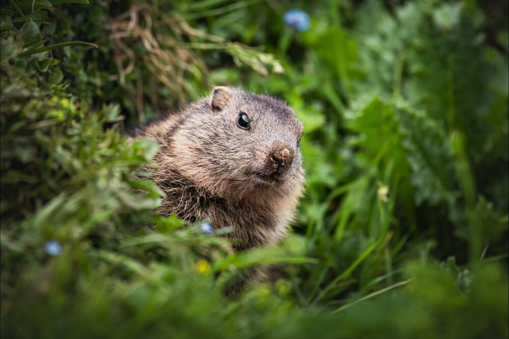 Marmot In The Mountains