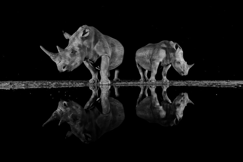 Rhinoceros reflection