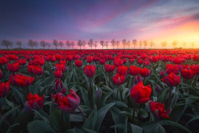Tulpen in West-Friesland tijdens zonsondergang
