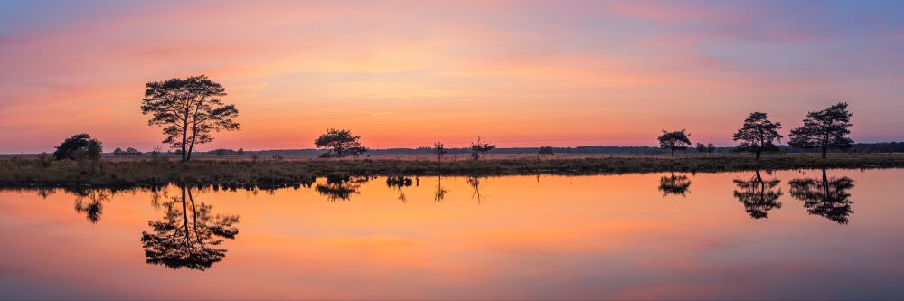 Dwingelderveld