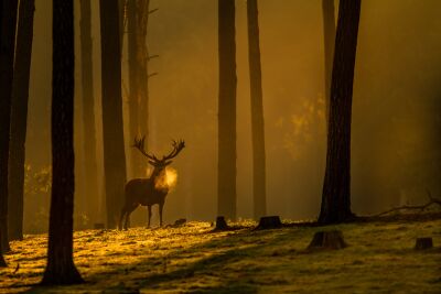 Edelhert bij zonsopkomst in het bos