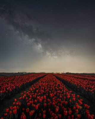 De melkweg boven de tulpen