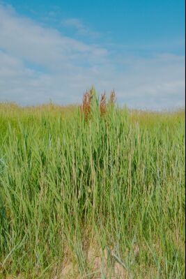 In de duinen