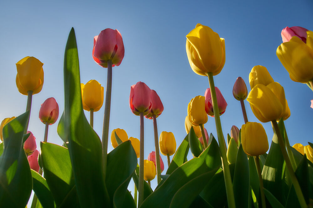 Roze en gele tulpen vanuit kikkerperspectief tegen blauwe lucht