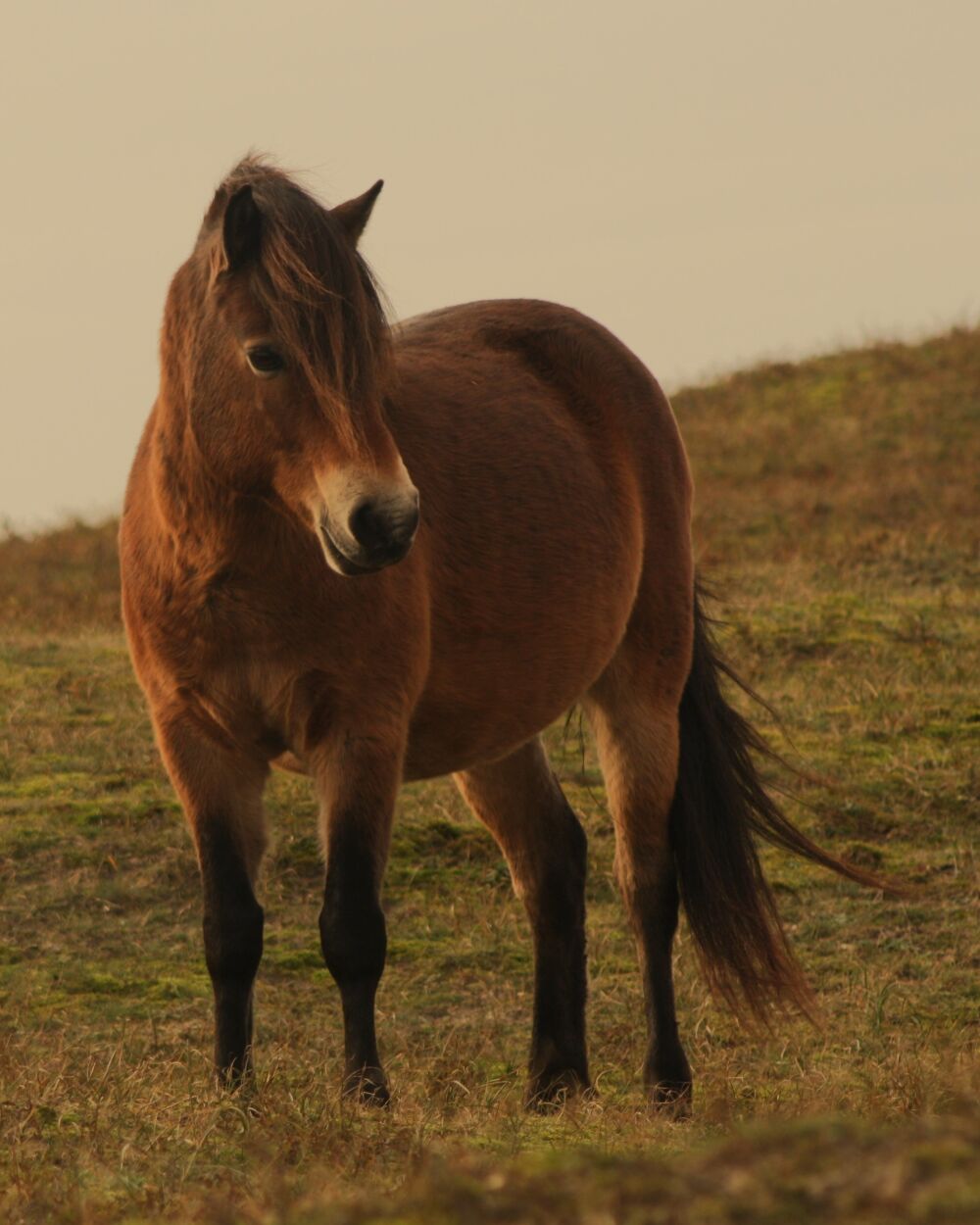 Exmoorpony