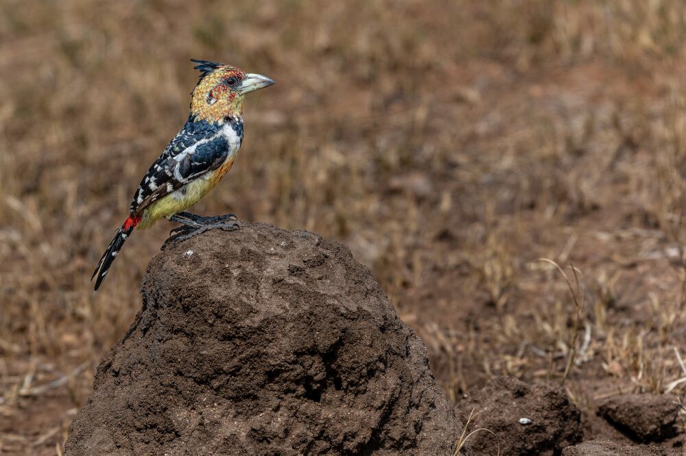 Close-up of a Crested Barbet on a Termite Mound, Kruger National Park, South Africa