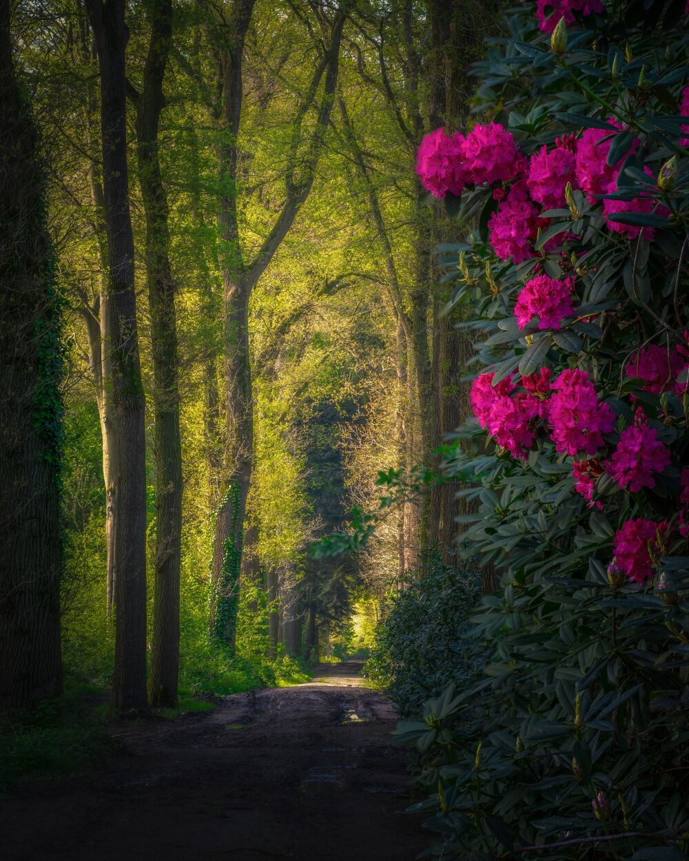 rododendron laantje