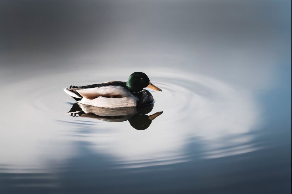 Spiegelende Rust - Eend op Stil Water