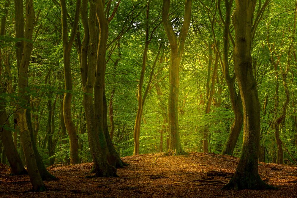 Speulderbos in de herfst