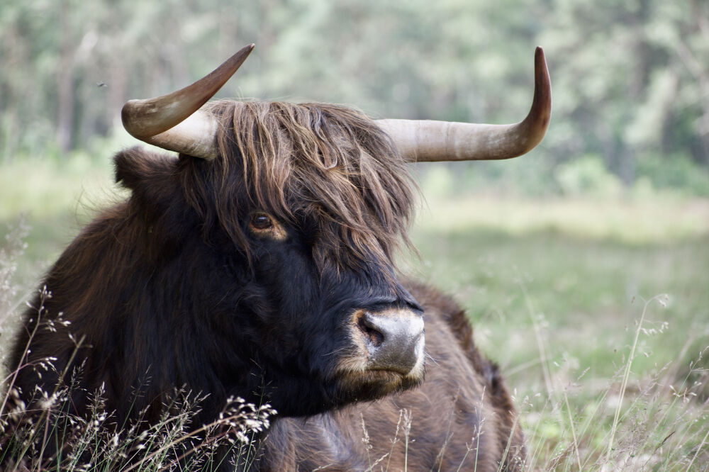 Schotse hooglander