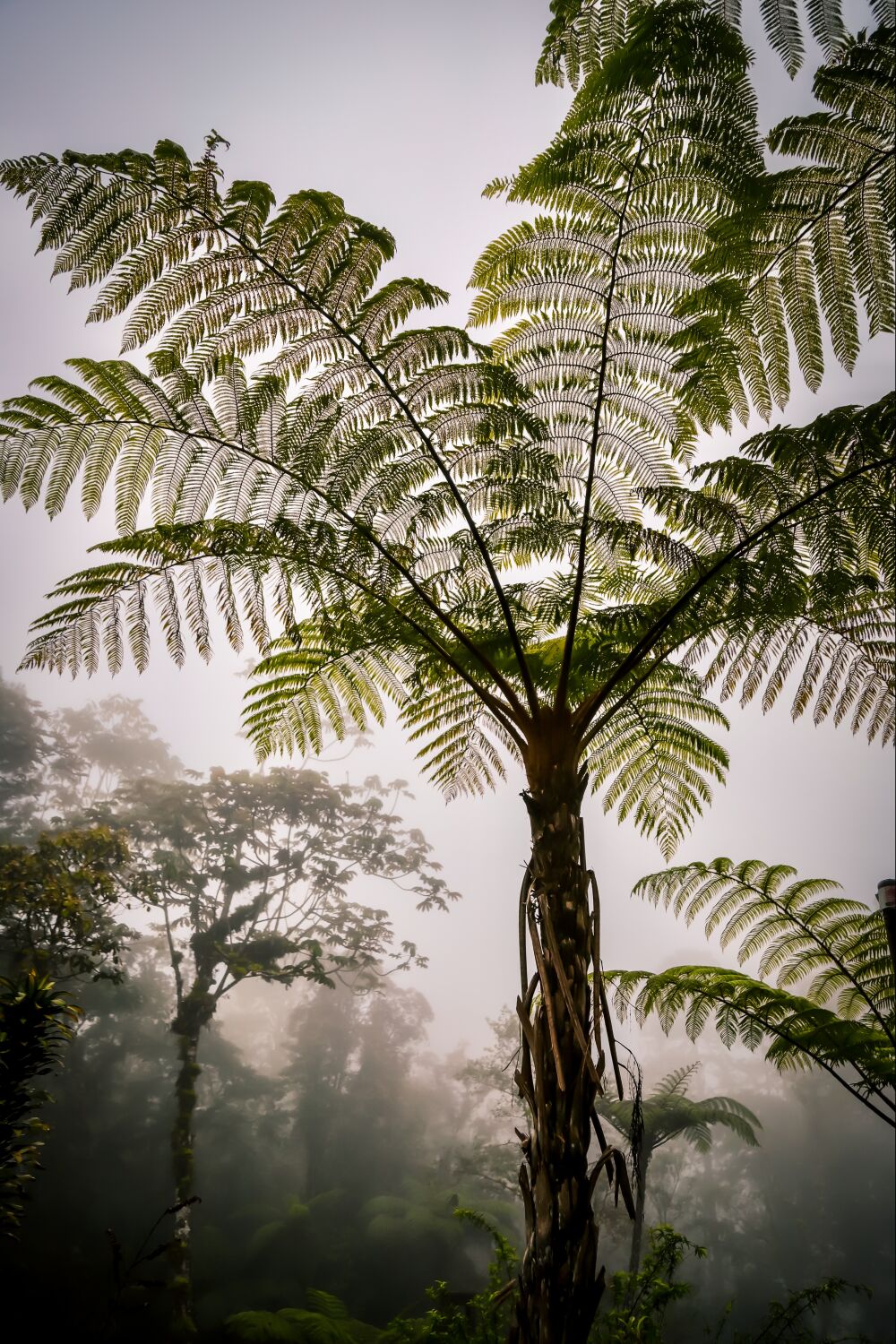 Cloud forest