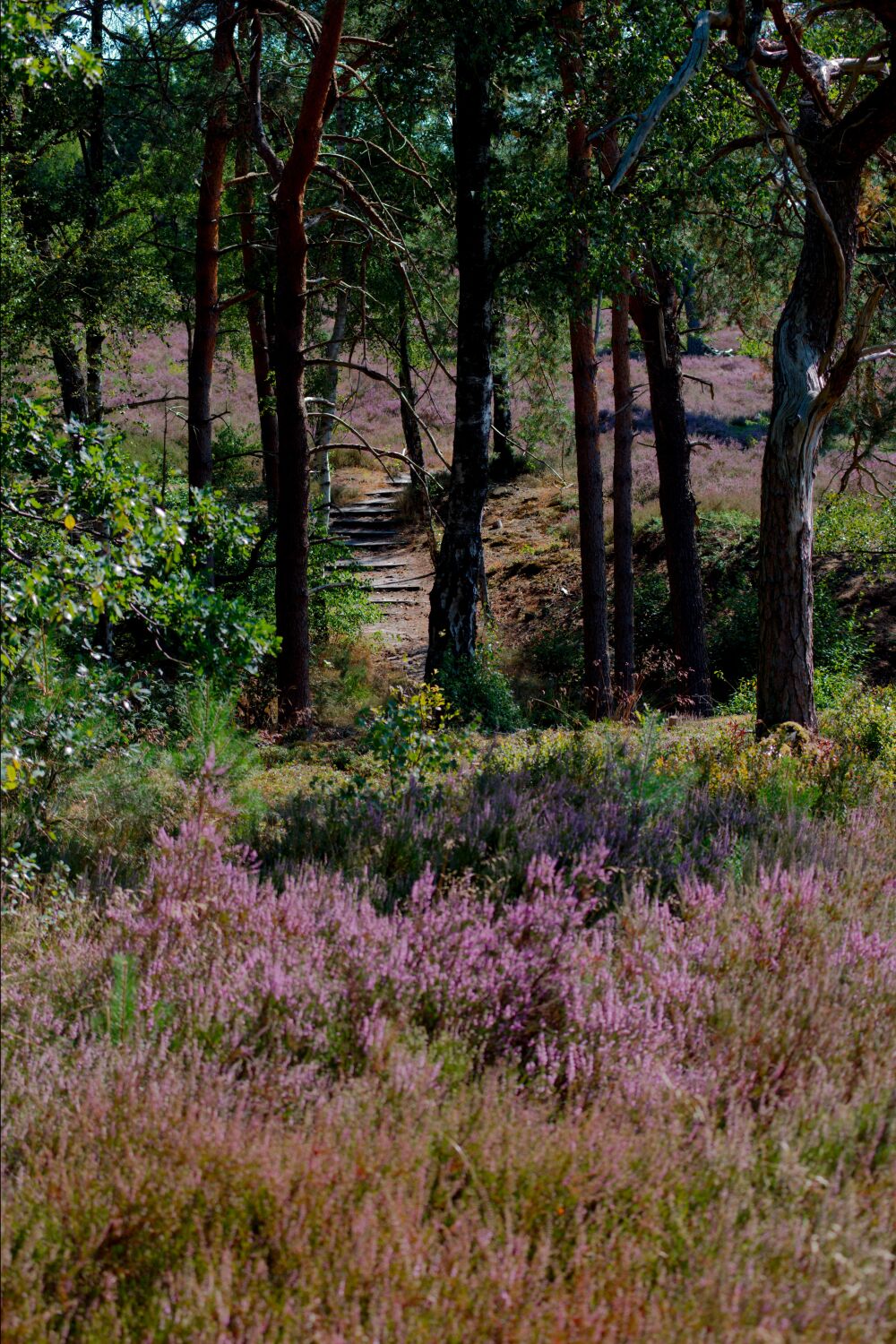 Het trappetje in het bos