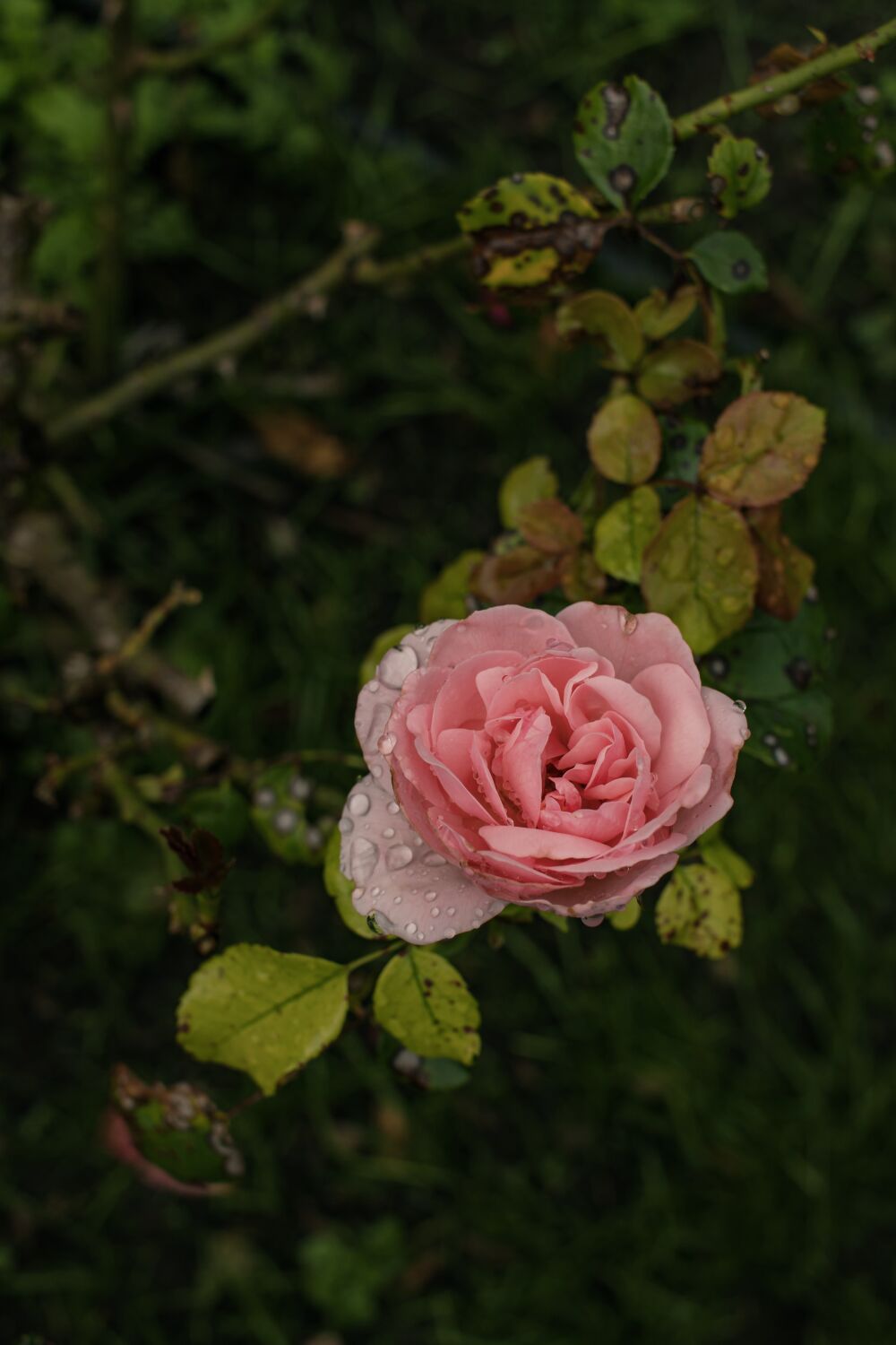 Soft pink rose