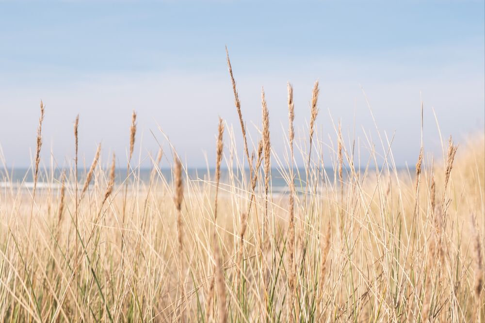 Helmgras in lentelicht