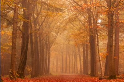 Boslandschap in herfstkleuren