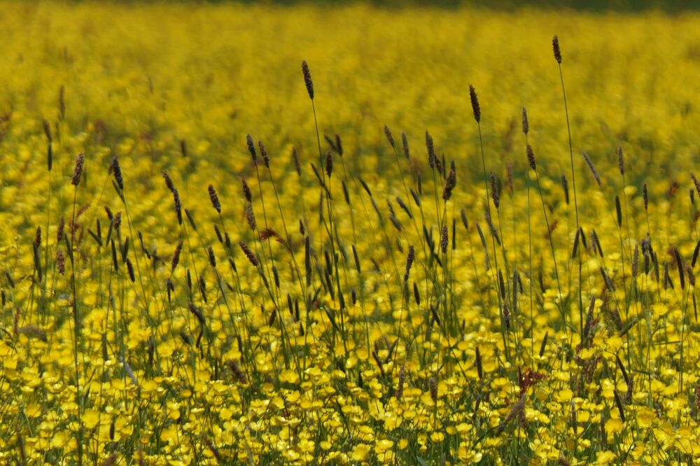 Veld met Boterbloemen