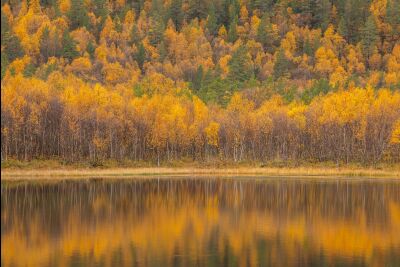 De herfst in Noorwegen met reflecties en gele berkenbomen