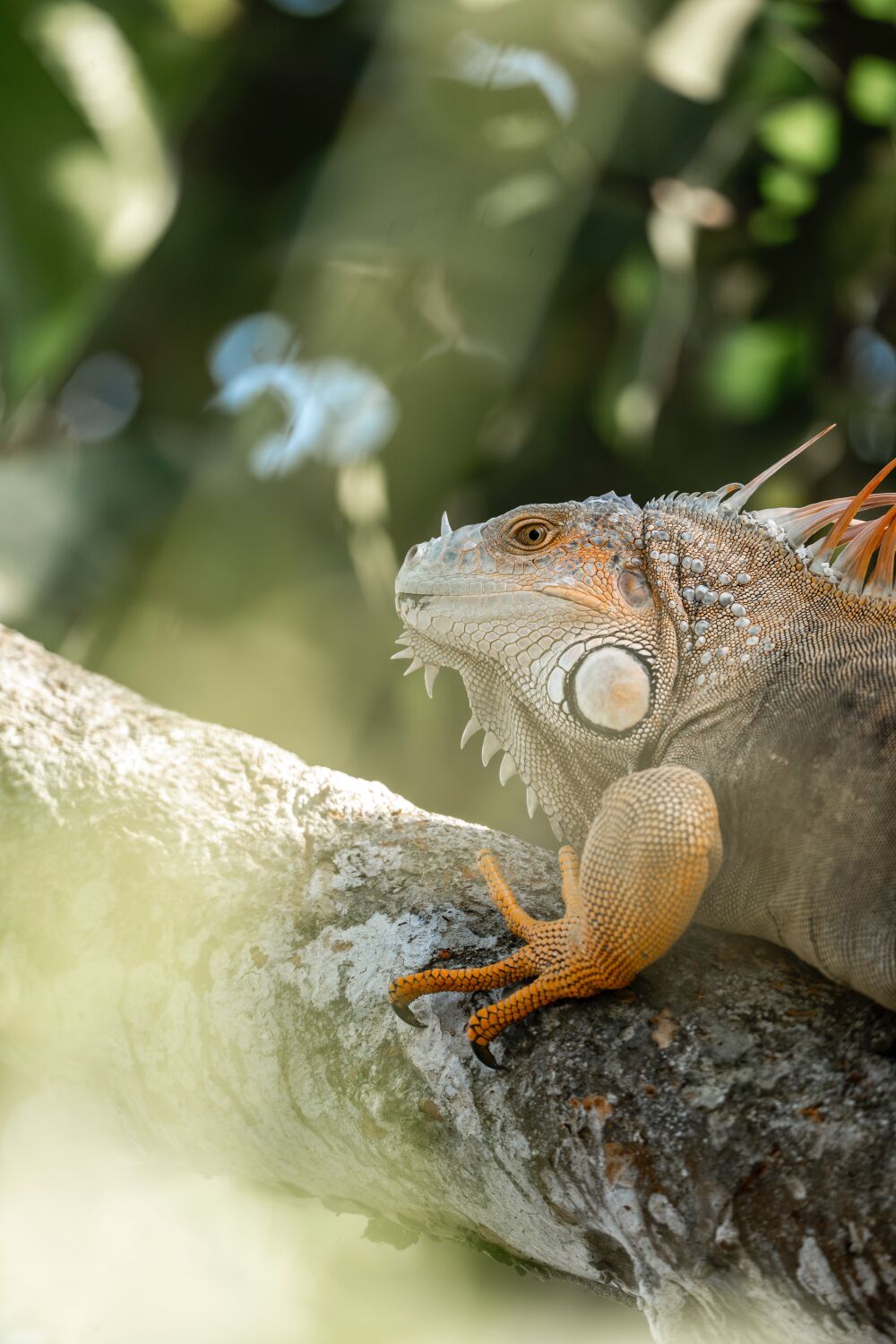 Tropischer Wächter Leguan in einer Verträumten