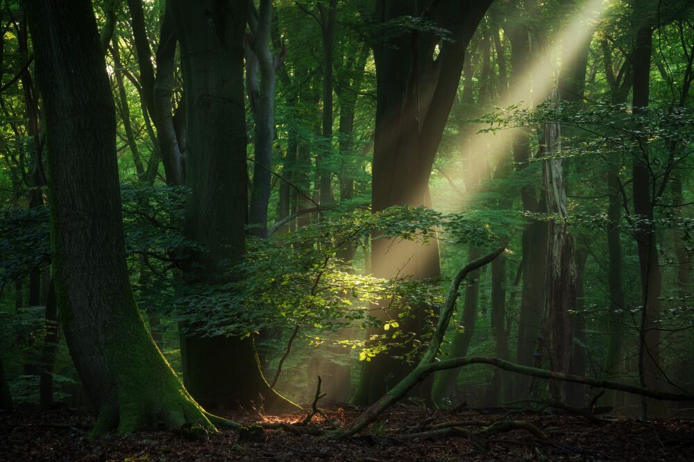 De Nederlandse bossen - Speulderbos