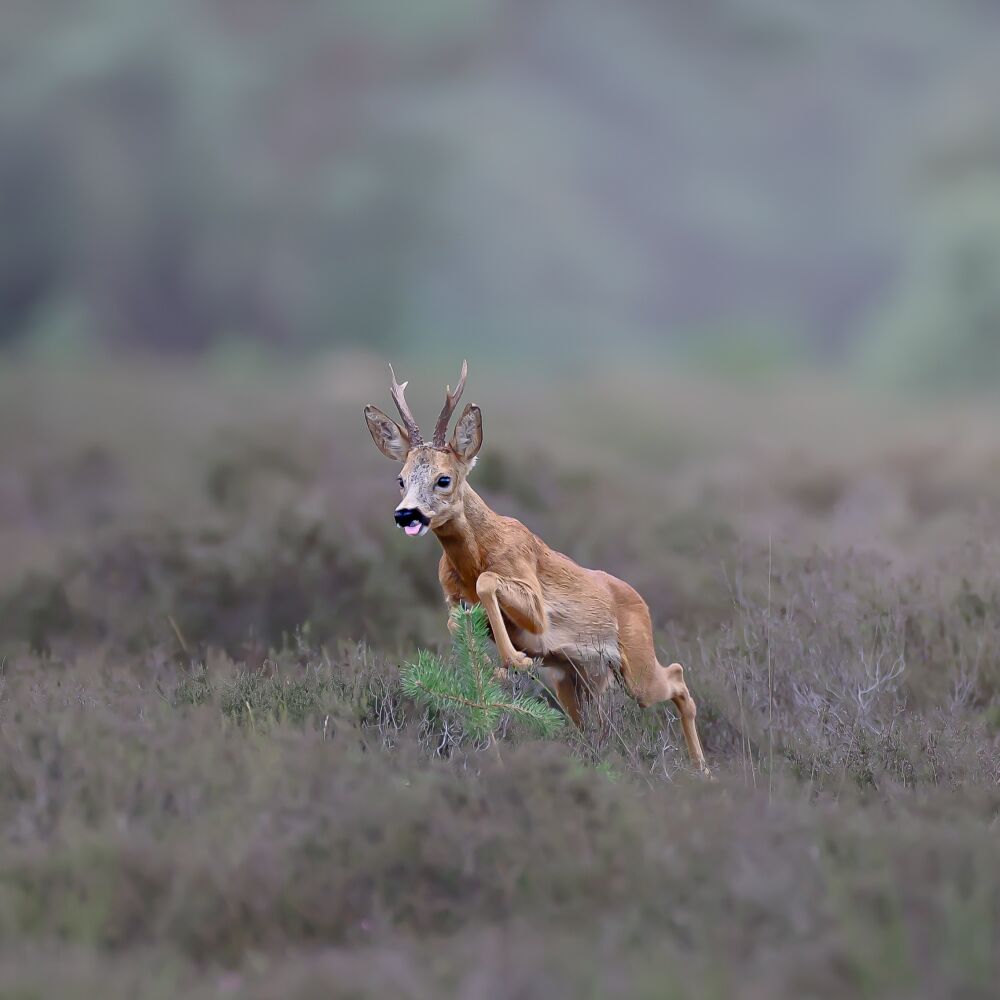 Wildlife_PG Springende ree op de hei