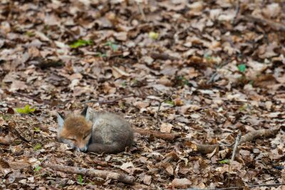 Young fox in autumn leaves