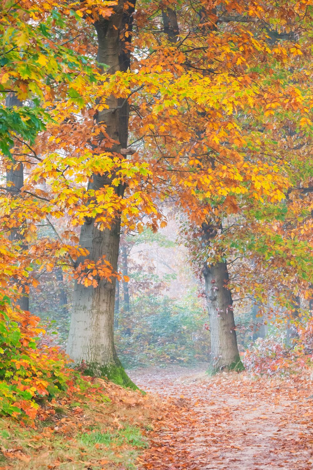 Herfst op de Sallandse Heuvelrug