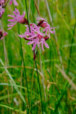 Orchidee op Texel in het gras