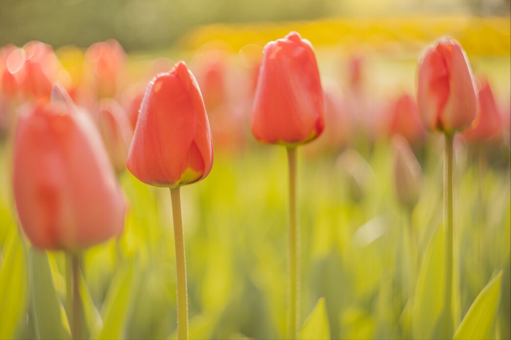 Sfeervolle ochtend met rode tulpen