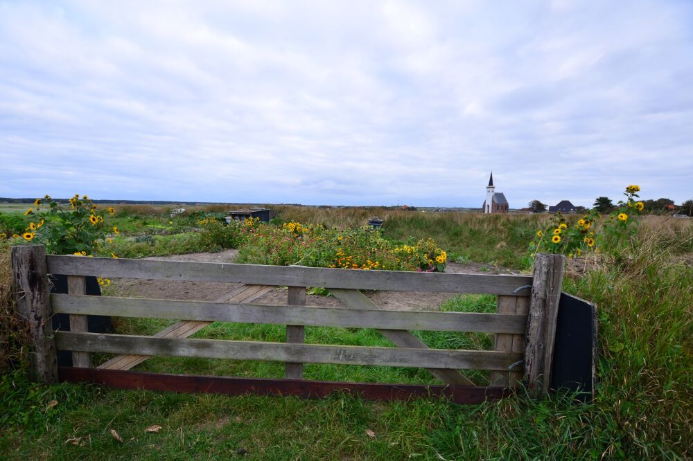 Het witte kerkje in Den Hoorn op Texel met zonnebloemen