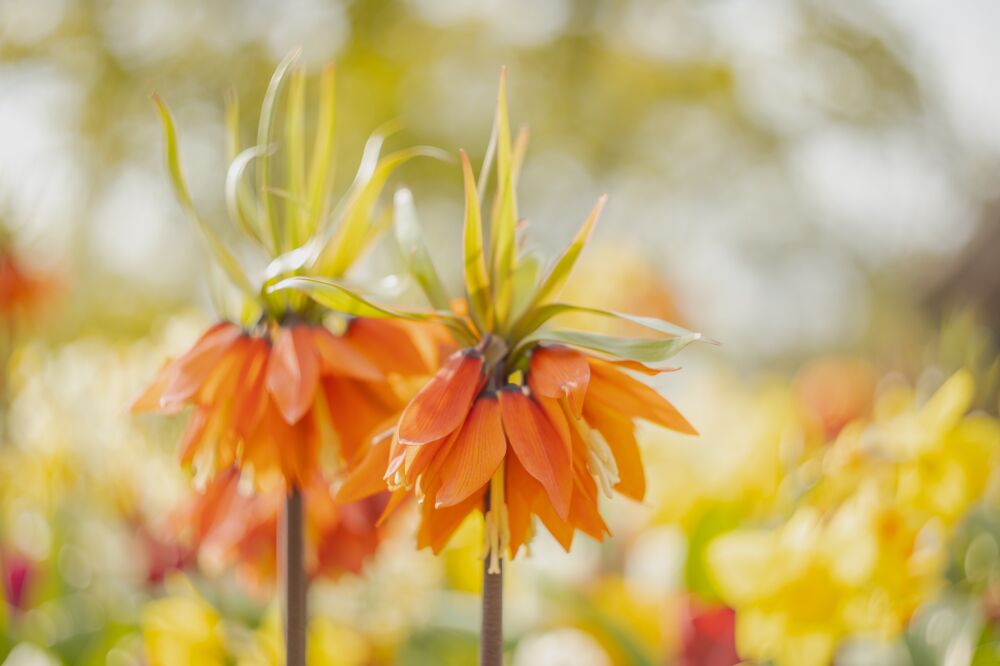 Oranje Keizerskroon in de lente