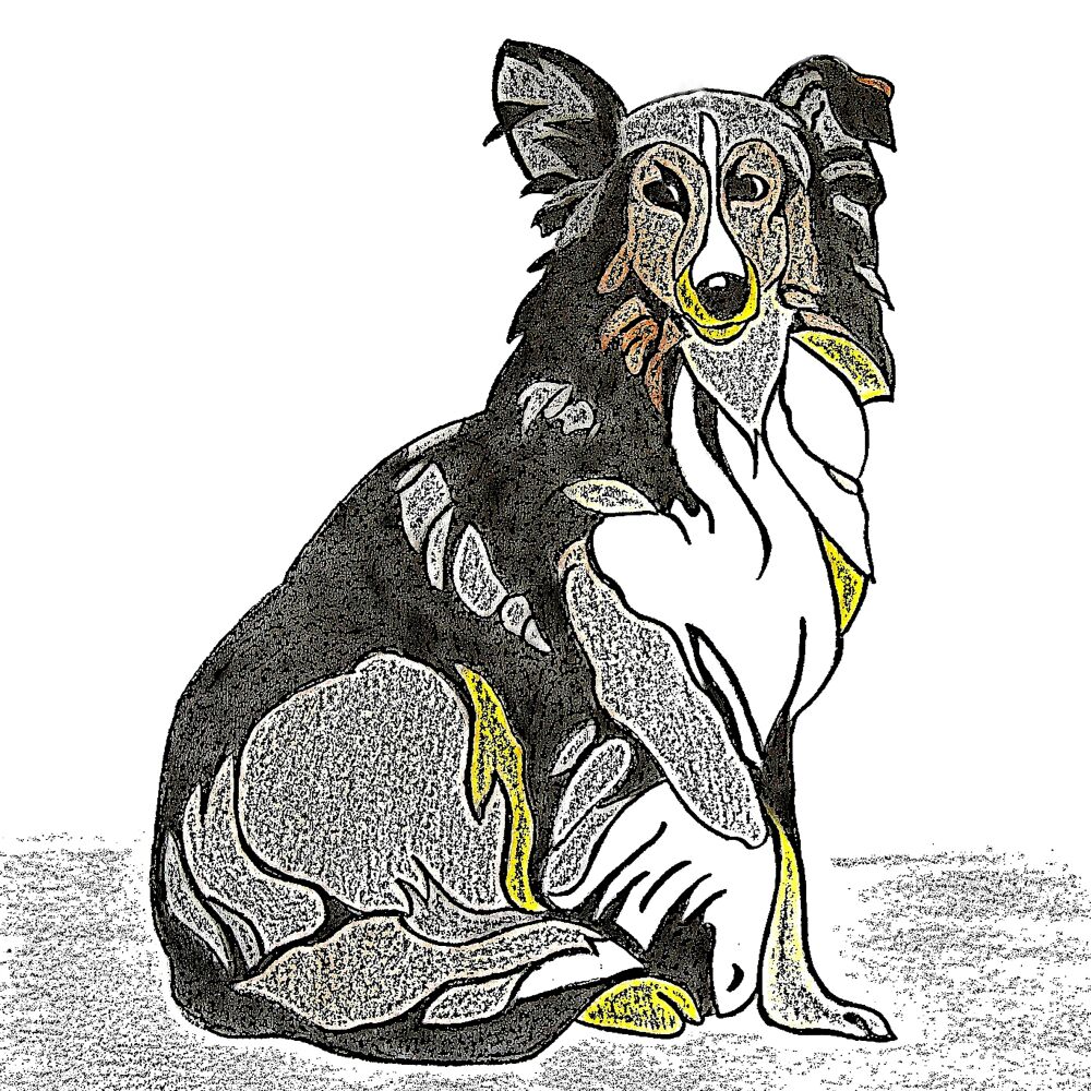 Schotse collie ( tekening )