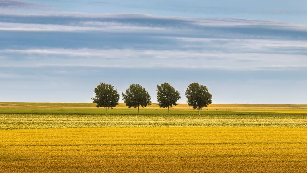 Vier bomen in de Noordpolder in de provincie Groningen