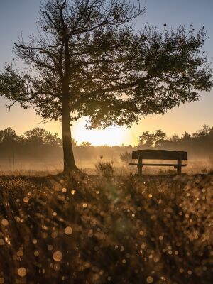 Leersumse veld part 3