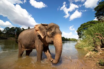 Aziatische olifant in de rivier Kwai