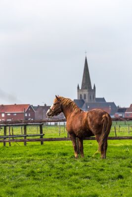 Paard en kerktoren