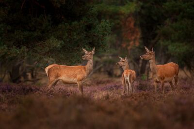 3 hindes kijken om naar het gebrul van de edelherten