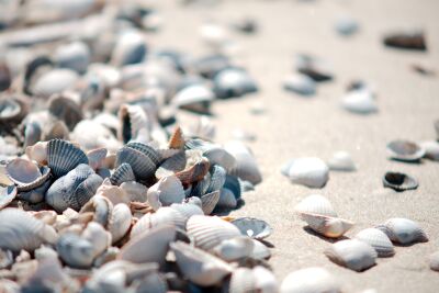 Schelpen op het strand