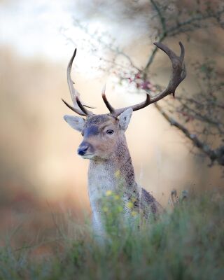 Damhert in Herfstsfeer