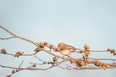 Vroege Lentezang - Vogel op Bloeiende Tak