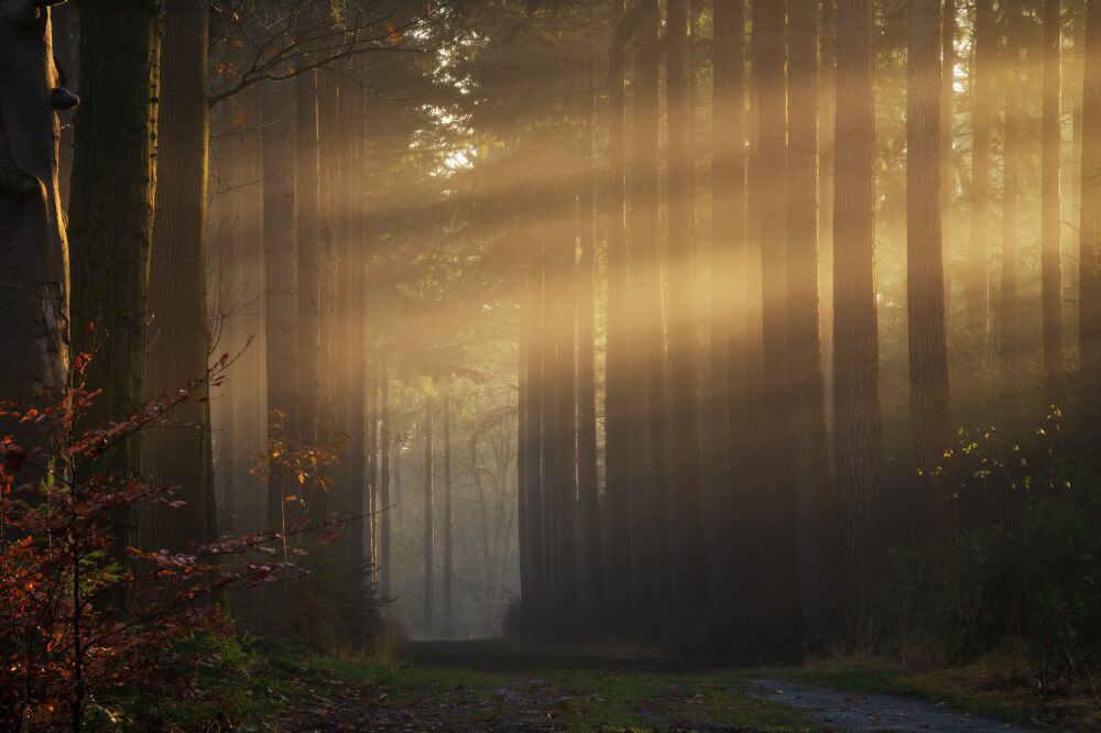 De Nederlandse bossen - Gelderland