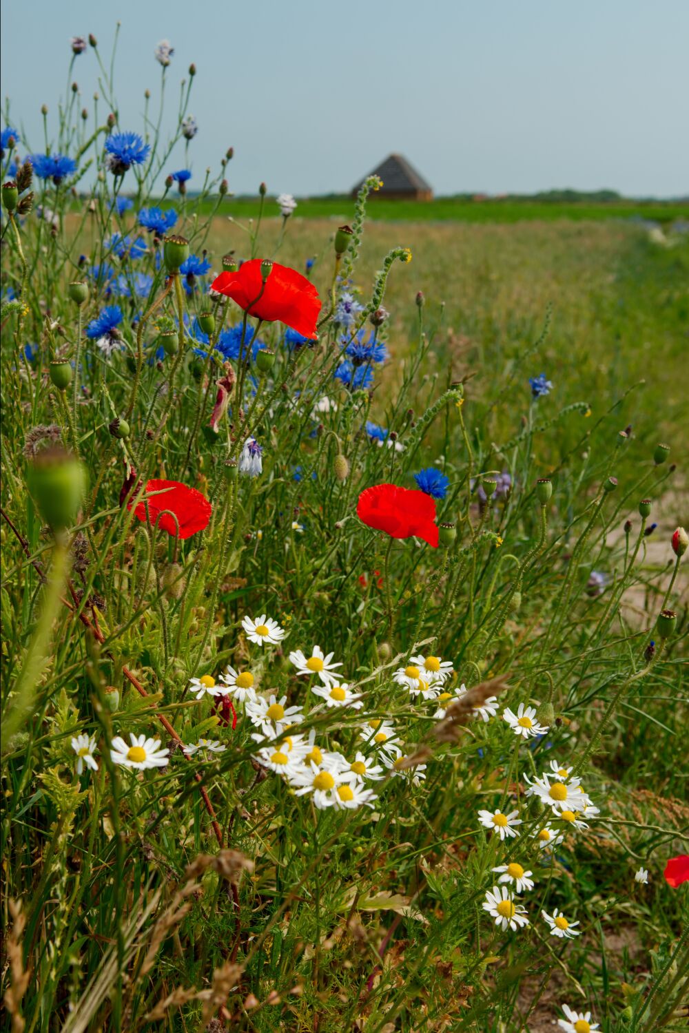 Wilde bloemen op Texel