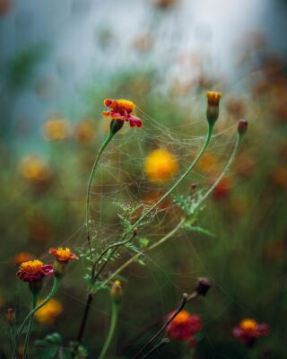 Colourful Flowers