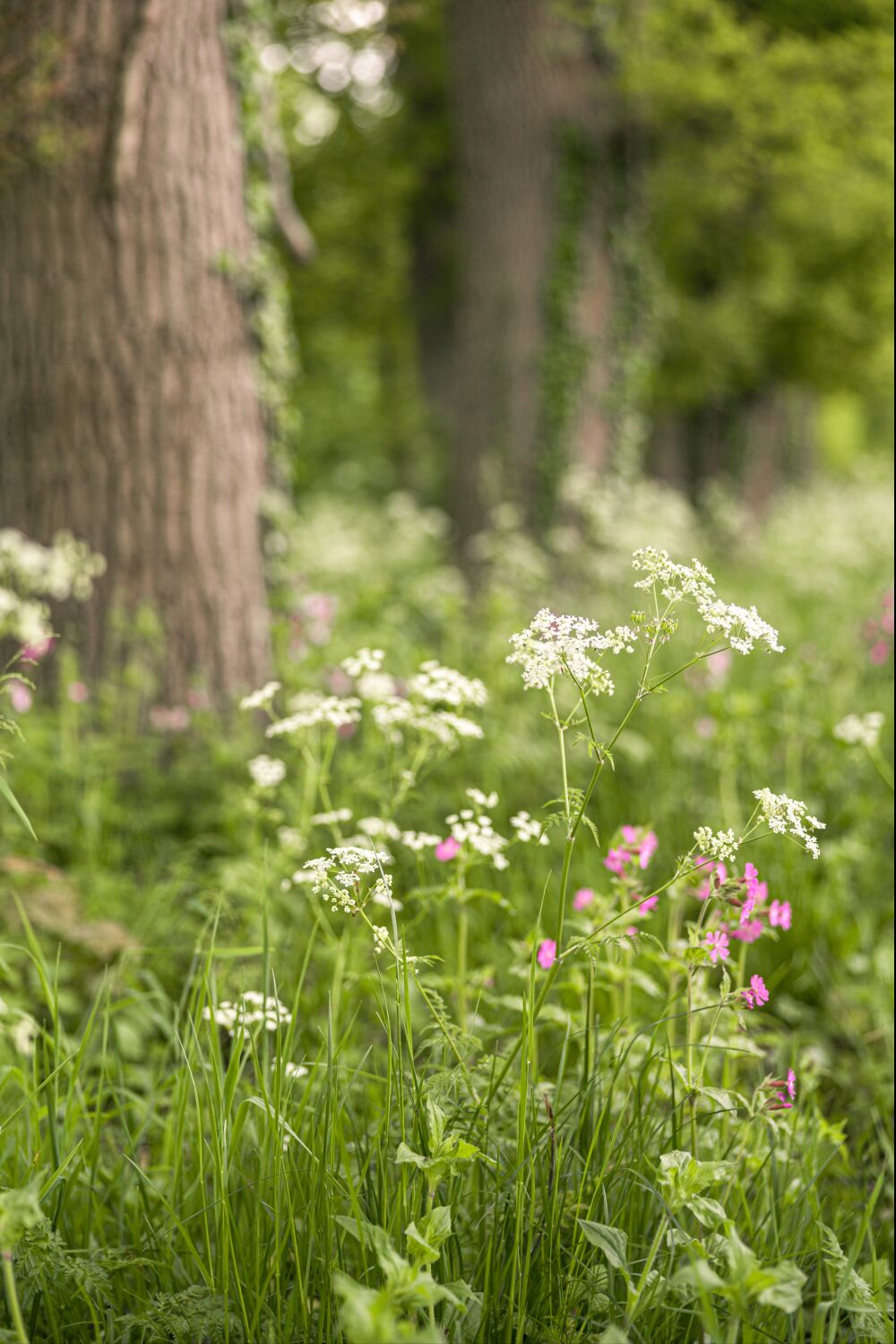 Groene berm met uitbundig wit fluitenkruid