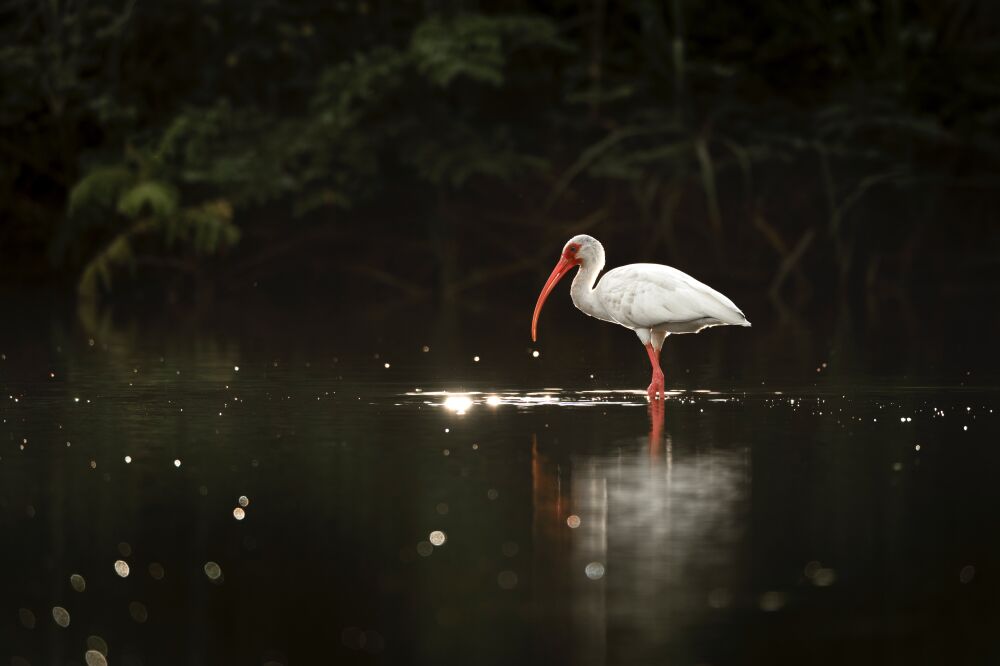 Eenzame Ibis in de Ochtendglans