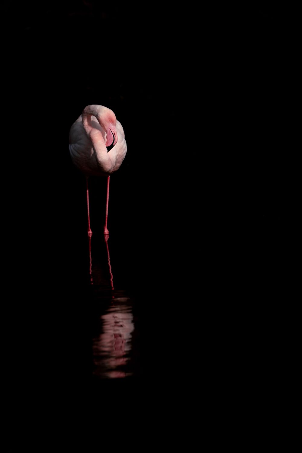 In Stilte Gehuld - Flamingo in het Donker