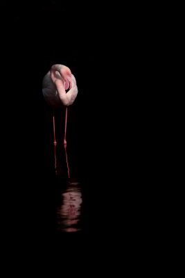 Flamingo in Silence Minimalist Portrait in the Dark