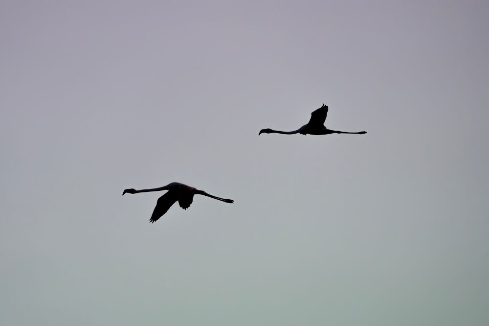 Eleganz in Bewegung Silhouetten von Flamingos vor einem kühlen Himmel