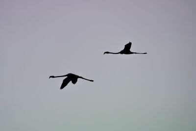 Elegance in Motion Silhouette of Flamingos against a Cool Sky