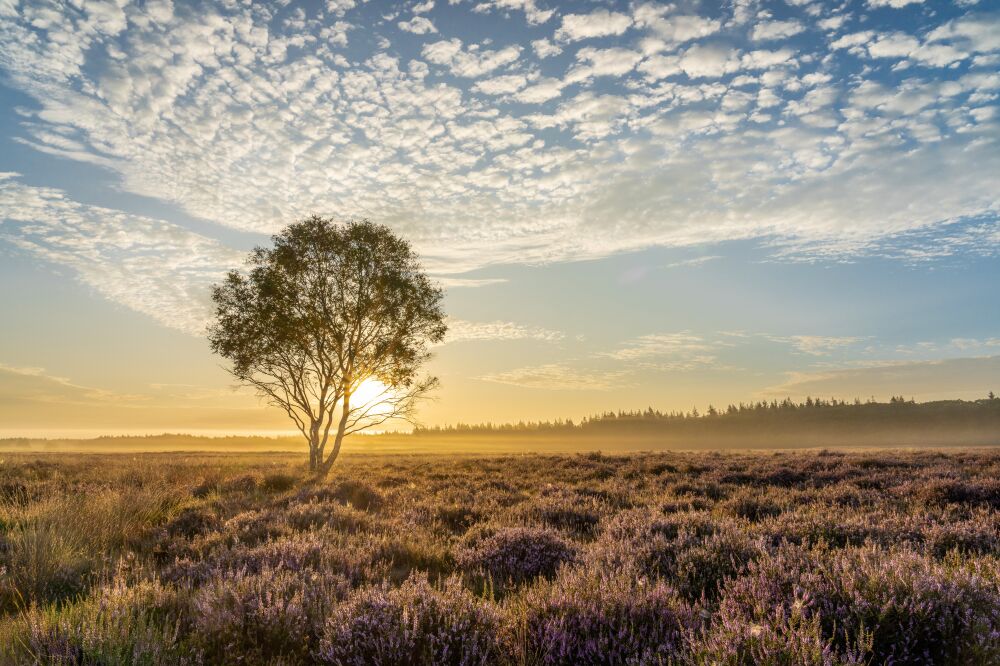 Edese Heide tijdens zonsopkomst