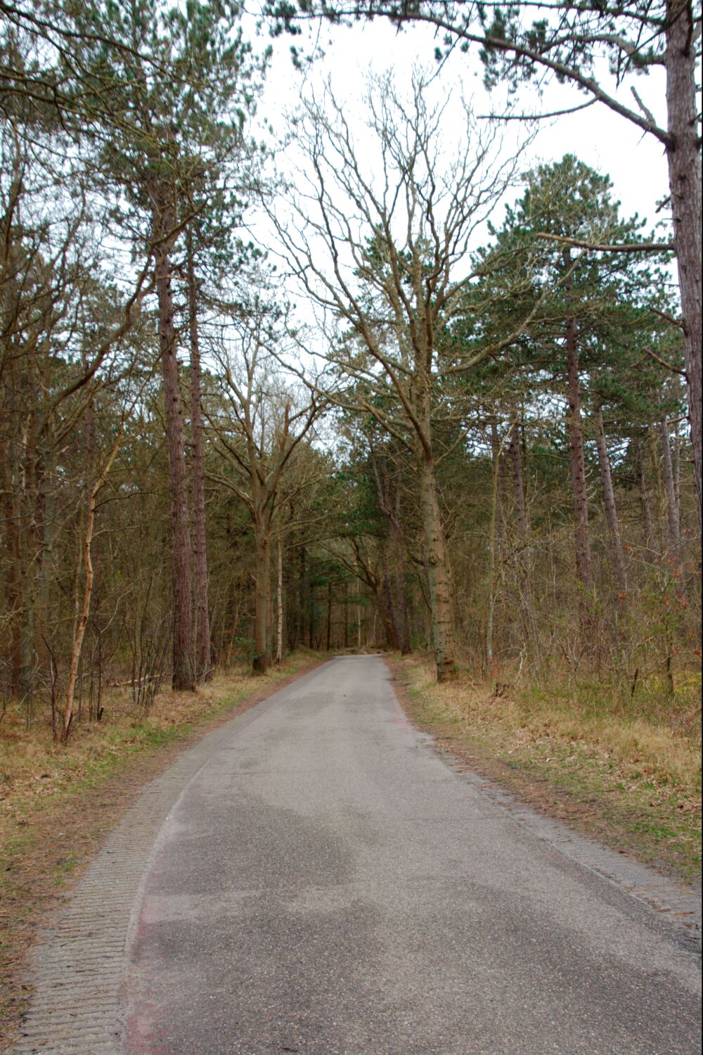 Pad door het bos